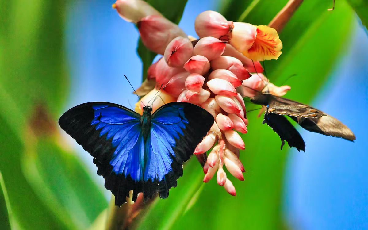 Complete Guide To Dubai Butterfly Garden